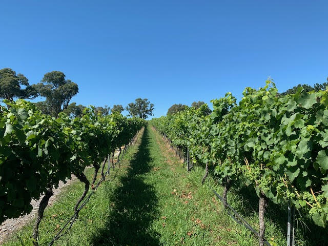 Visit Four Winds Vineyard in Murrumbateman as part of a Grape Escape Wine Tour. They are also the perfect spot for a pizza lunch during your tour.